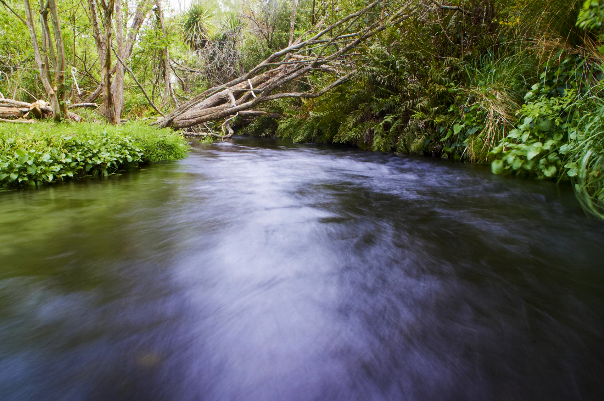 Styx Mill Conservation Reserve, Christchurch, New Zealand